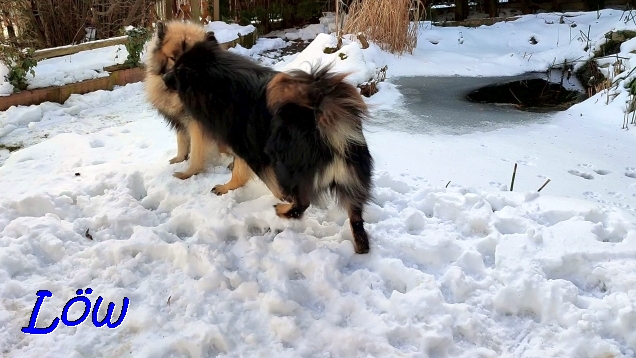 27.1.2022 - Howard und Dwix im Schnee Garten